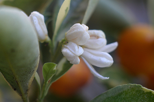 citrus flower photo