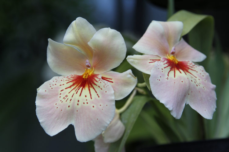 Fragrant Houseplants For A Nice Smelling Home Simplemost