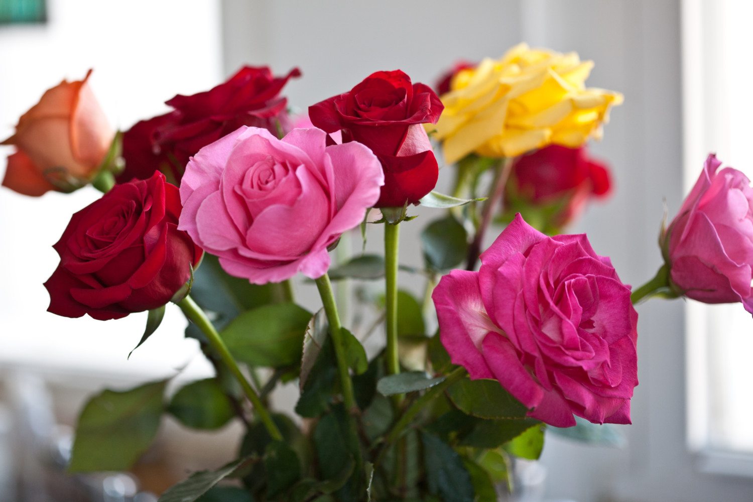 rose bouquet photo