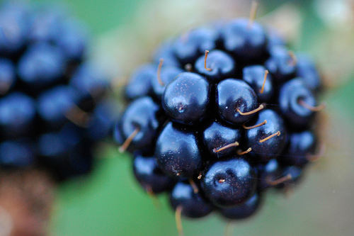 blackberries photo