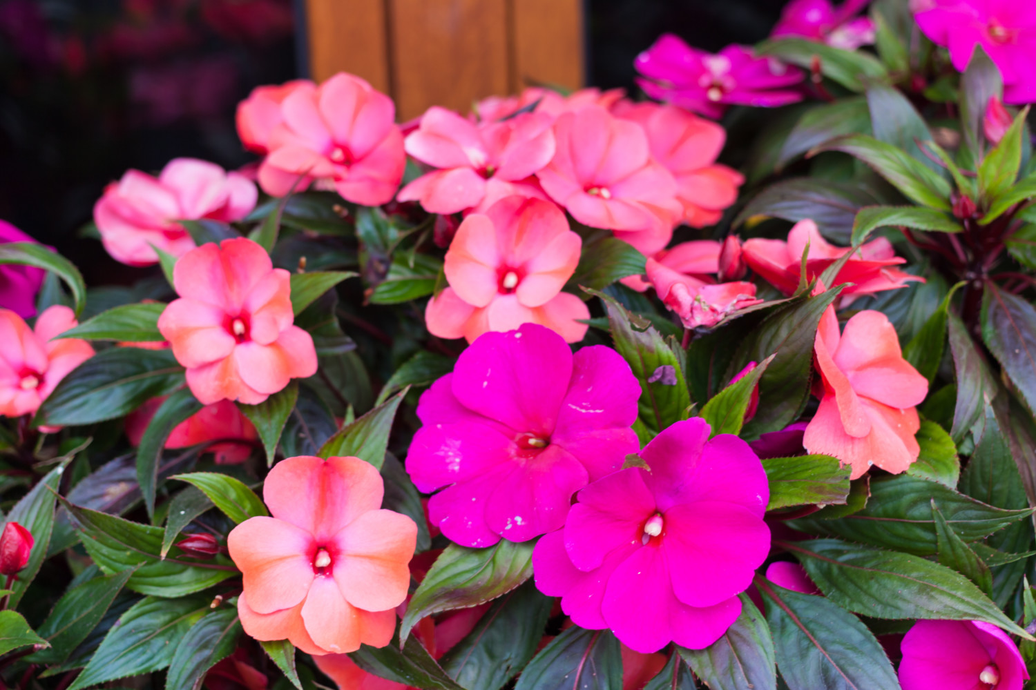 Bright pink impatiens hawkeri, the New Guinea impatiens, in bloom
