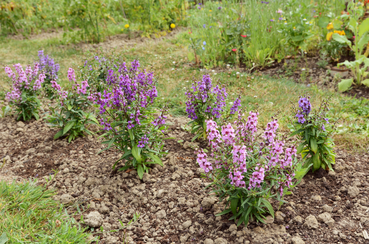 Garden flower bed filled with angelonia plants in shades of pink and purple