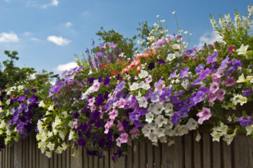 Colorful petunias on a fence