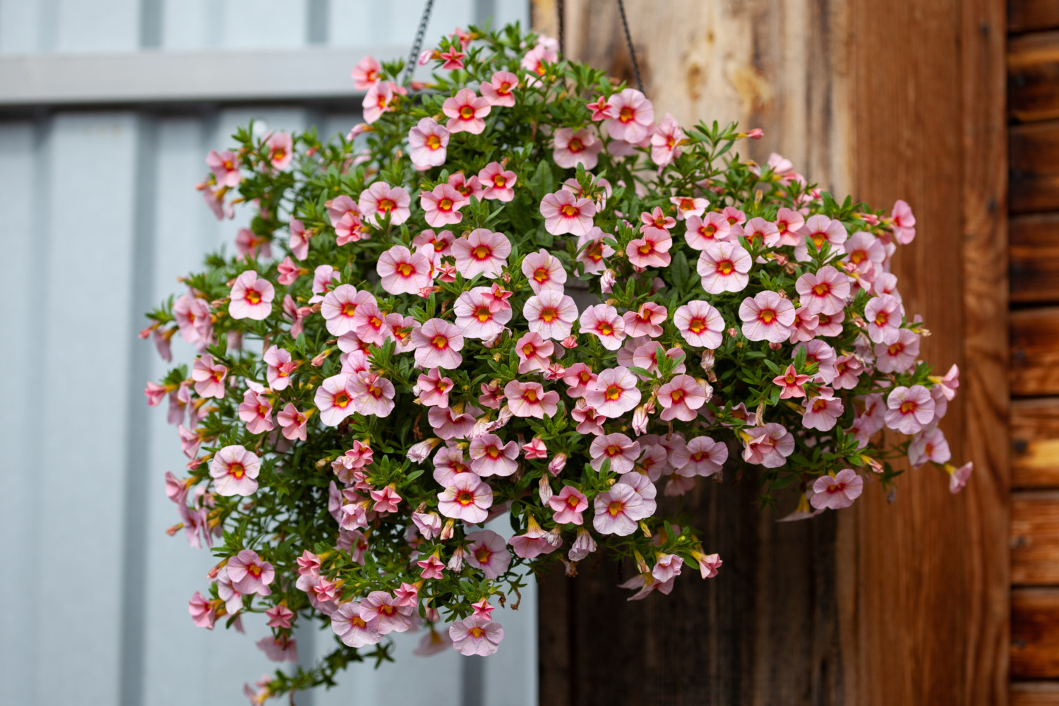 a gorgeous calibrachoa bush in a hanging basket. Pink flowers wi