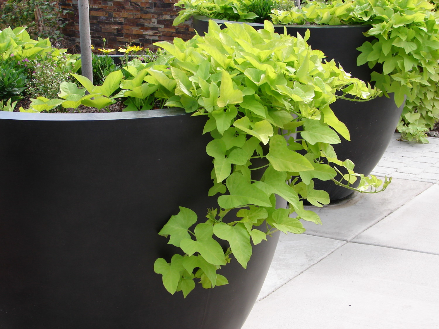 Sweet potato vine growing in a large planter, container planting