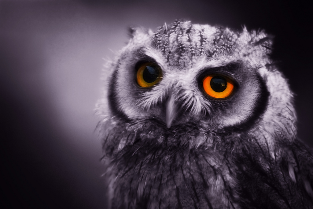 night owl photo