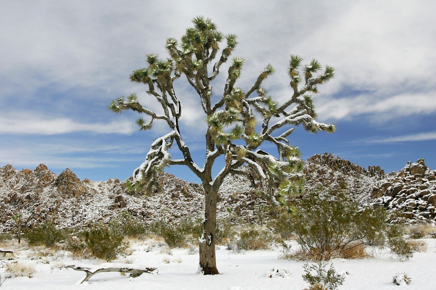 desert winter photo