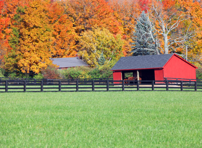 Beautiful fall background to horses in a stable