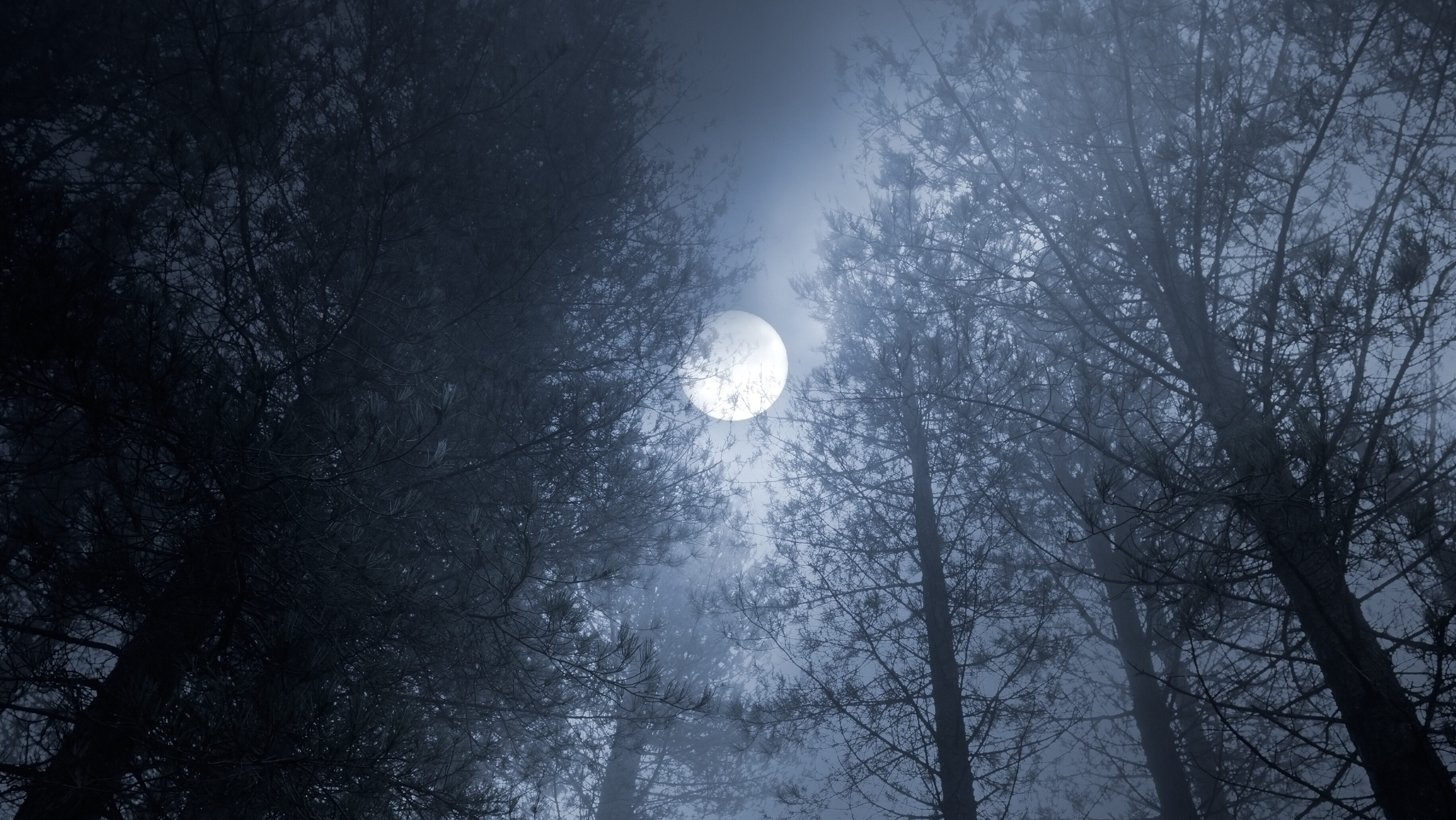bright white full moon on misty night seen through tall spooky trees