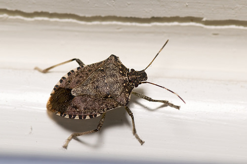 brown marmorated stink bug photo