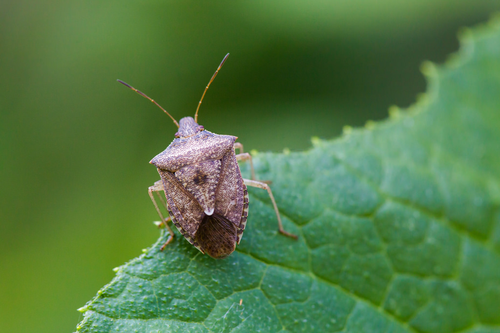 Things To Know About Stink Bugs 