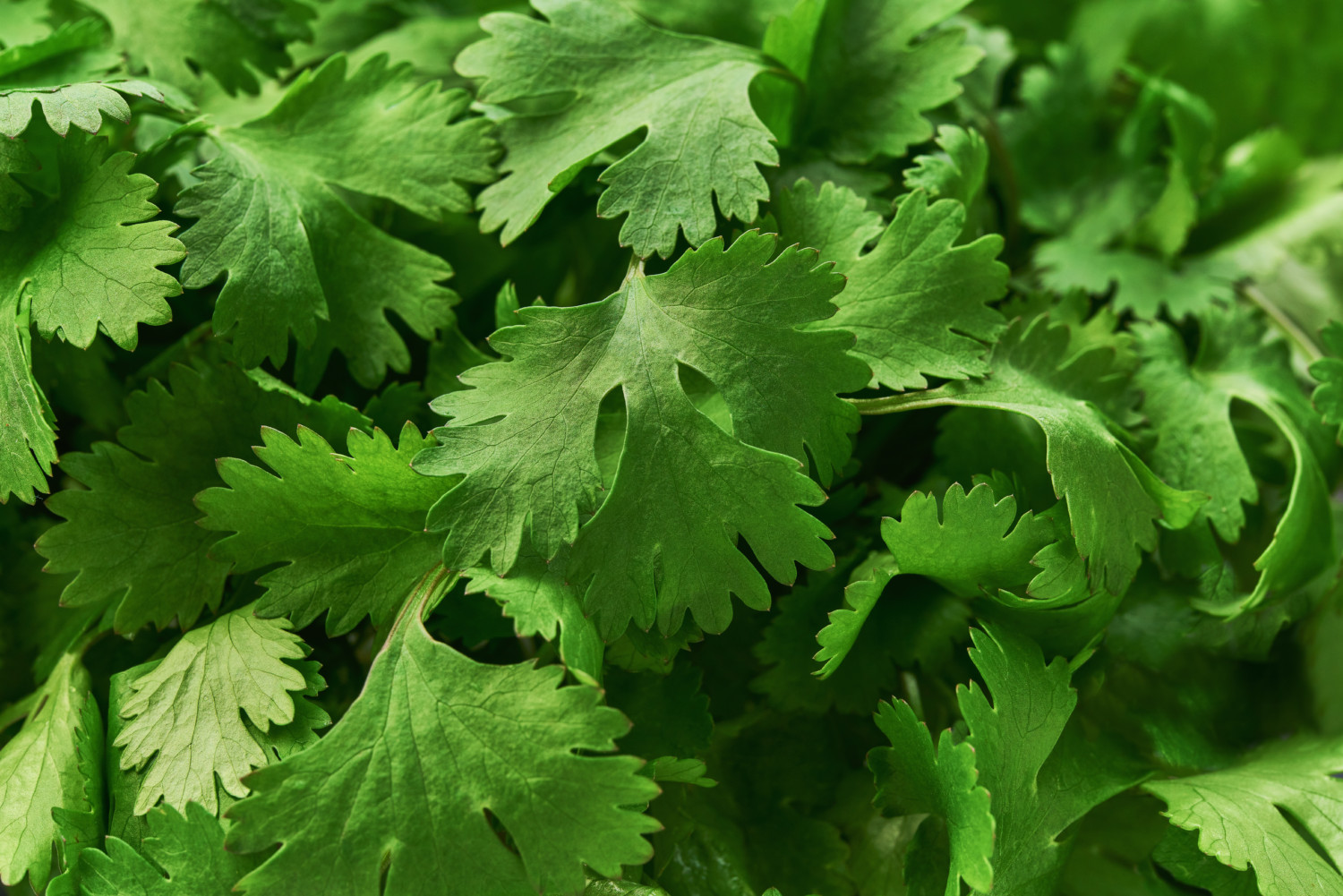 Fresh green cilantro herb leaves