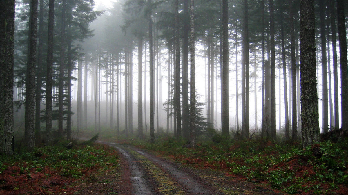 creepy walking trail forest fog