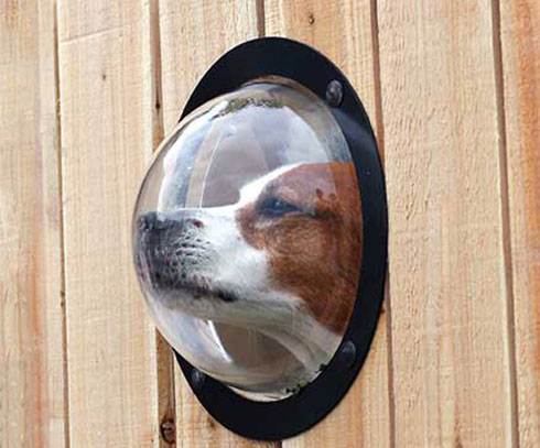 dog-peek-fence-window