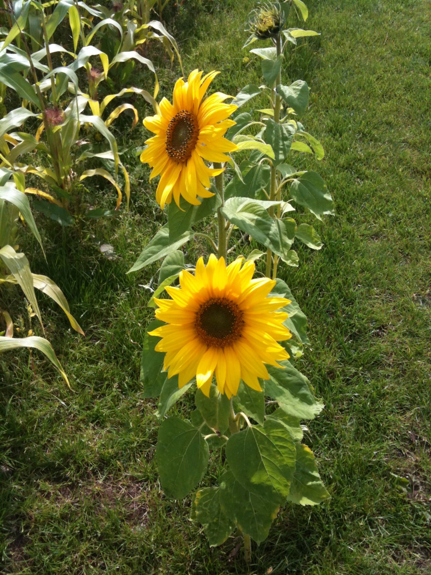 sunflowers photo