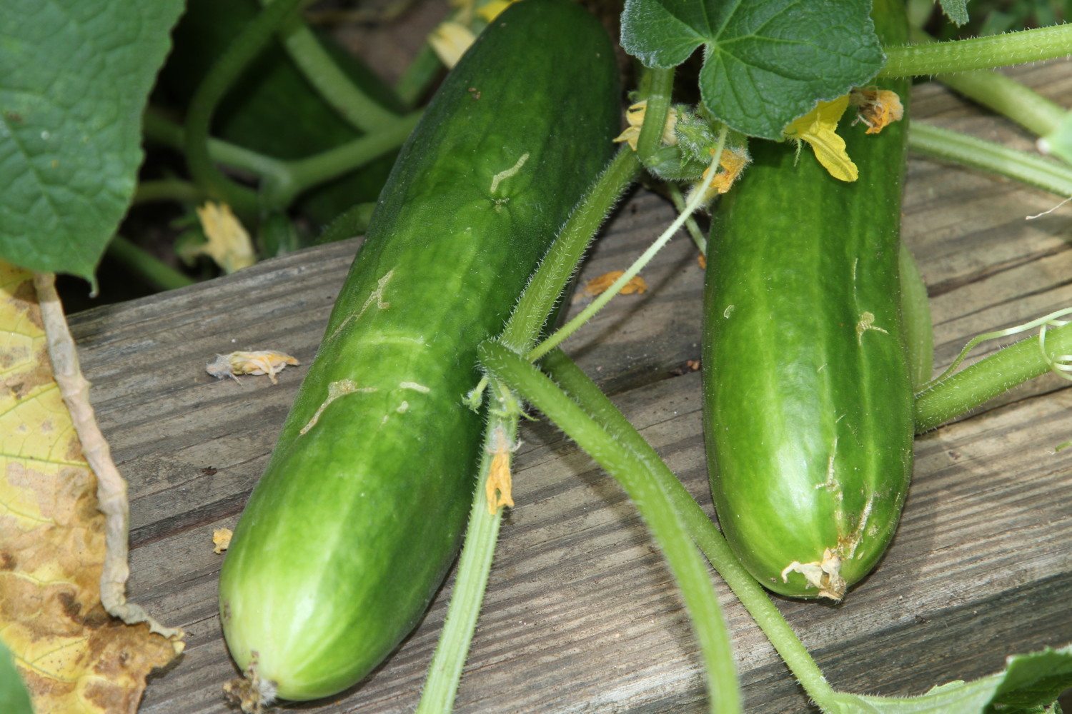 cucumbers photo
