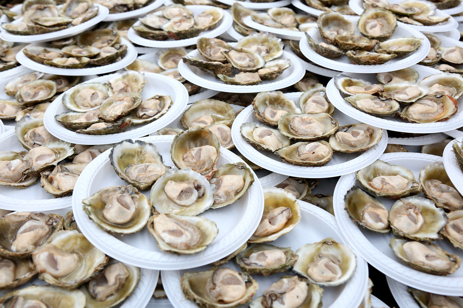 oysters photo