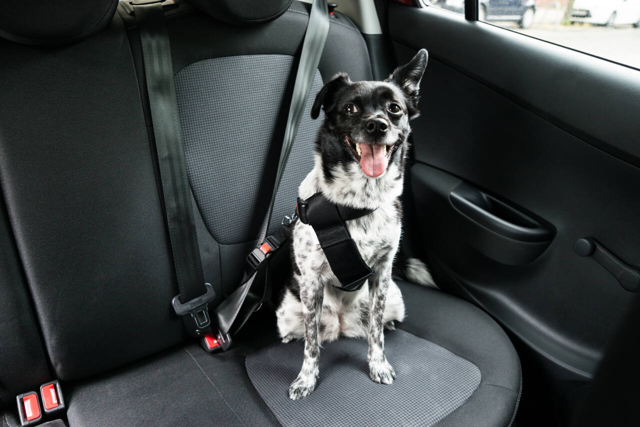 black and white dog sits in backseat of car