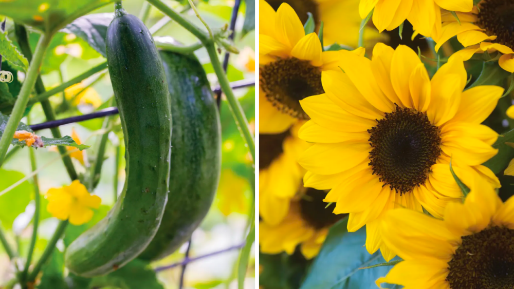 Growing cucumbers and growing sunflowers