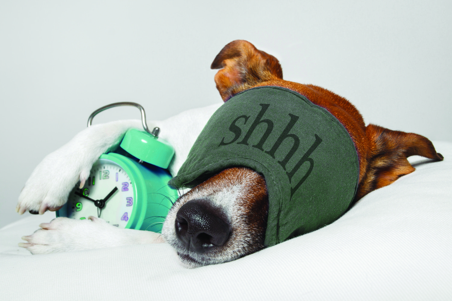 dog alarm clock photo