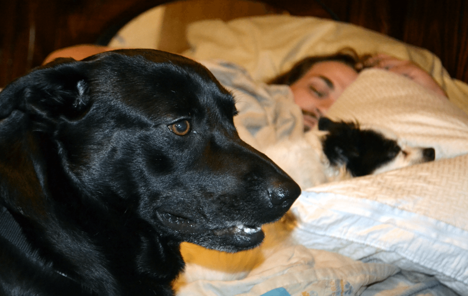 sleep with dog photo