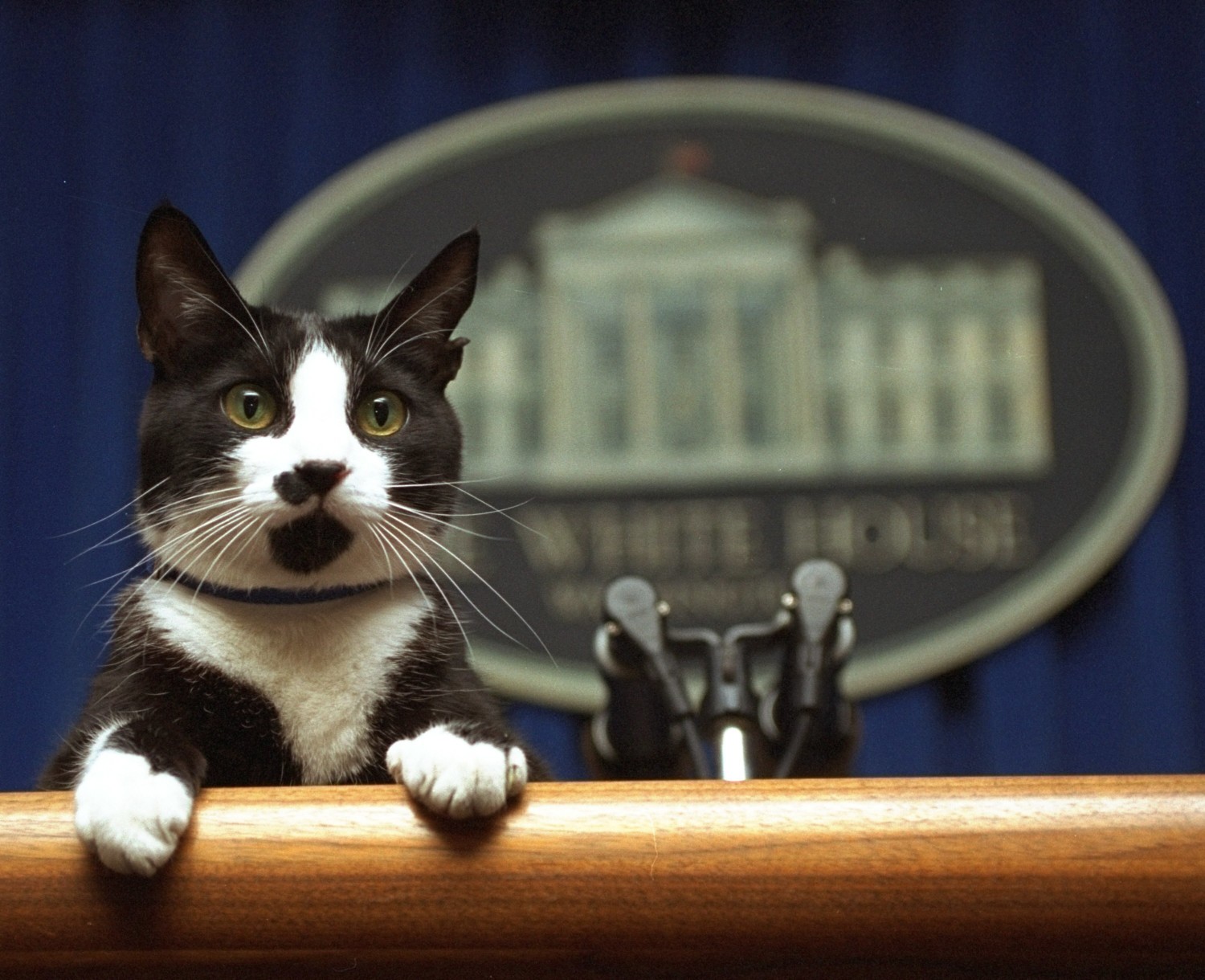 FILE- In this March 19, 1994 file photo, President Bill Clinton's cat Socks peers over the podium in the White House briefing room in Washington. Pets are back at the White House. President Joe Biden's German shepherds Champ and Major moved in over the weekend. They are the first dogs to live at the executive mansion since the Obama administration. Biden and his wife, Jill, adopted Major in 2018 from the Delaware Humane Association. They got Champ after the 2008 election. (AP Photo/Marcy Nighswander, File)