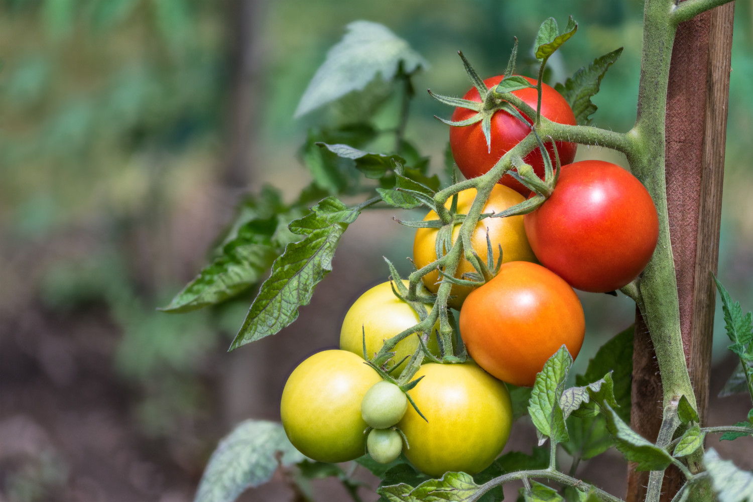 Close-up of ripe and unripe growing tomato berries. Green bio plant in garden. Blurry background. Great depth of field