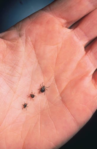 390650 07: A Close Up Of An Adult Female Deer Tick, Dog Tick, And A Lone Star Tick Are Shown June 15, 2001 On The Palm Of A Hand. Ticks Cause An Acute Inflammatory Disease Characterized By Skin Changes, Joint Inflammation, And Flu-Like Symptoms Called Lyme Disease. (Photo By Getty Images)