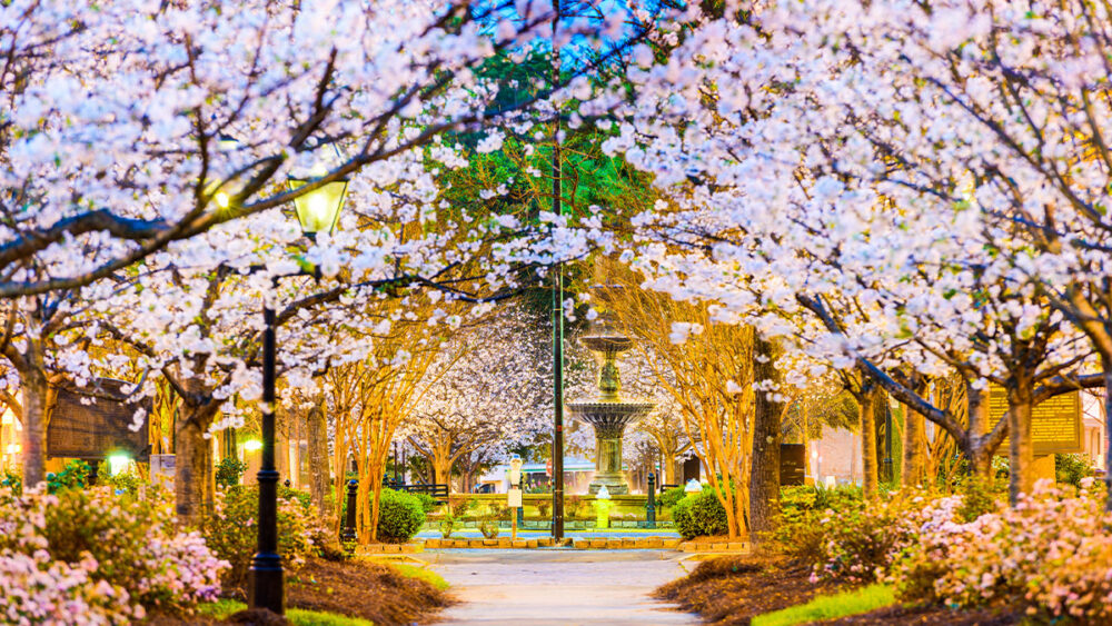 lane of cherry blossoms with fountain at the end