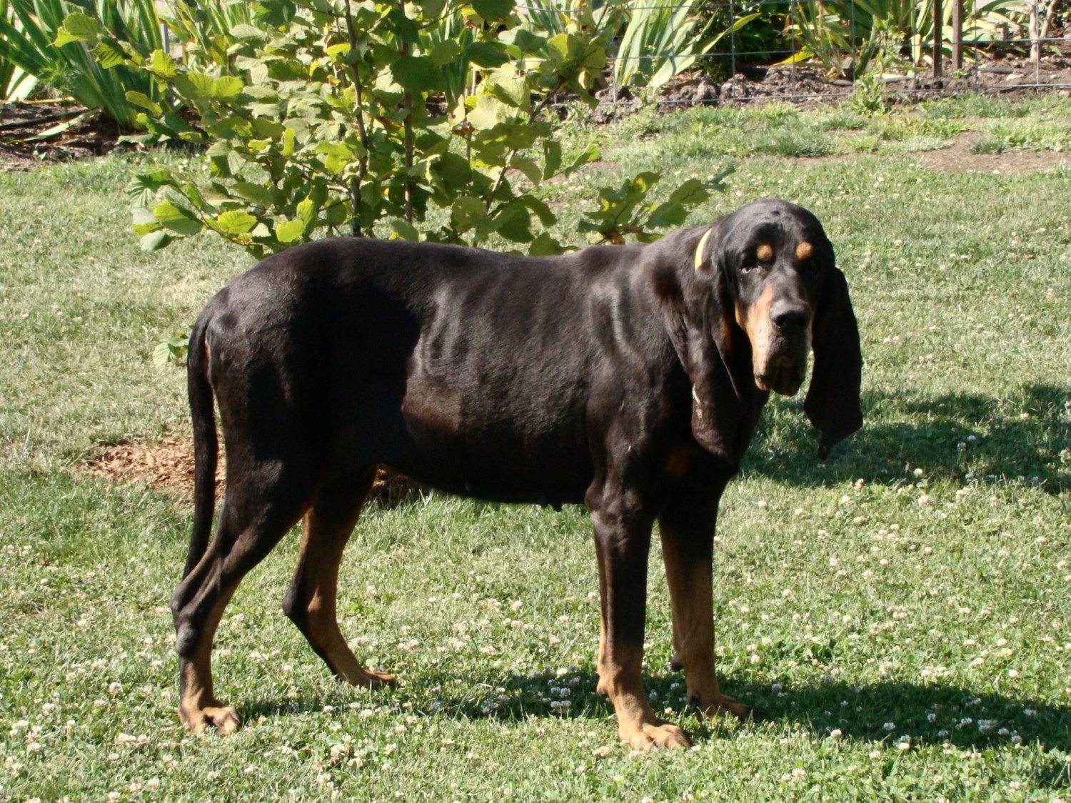 black and tan coonhound photo