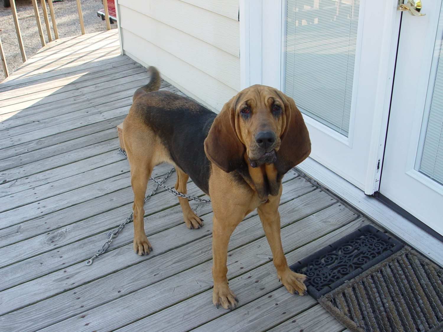 bloodhound photo