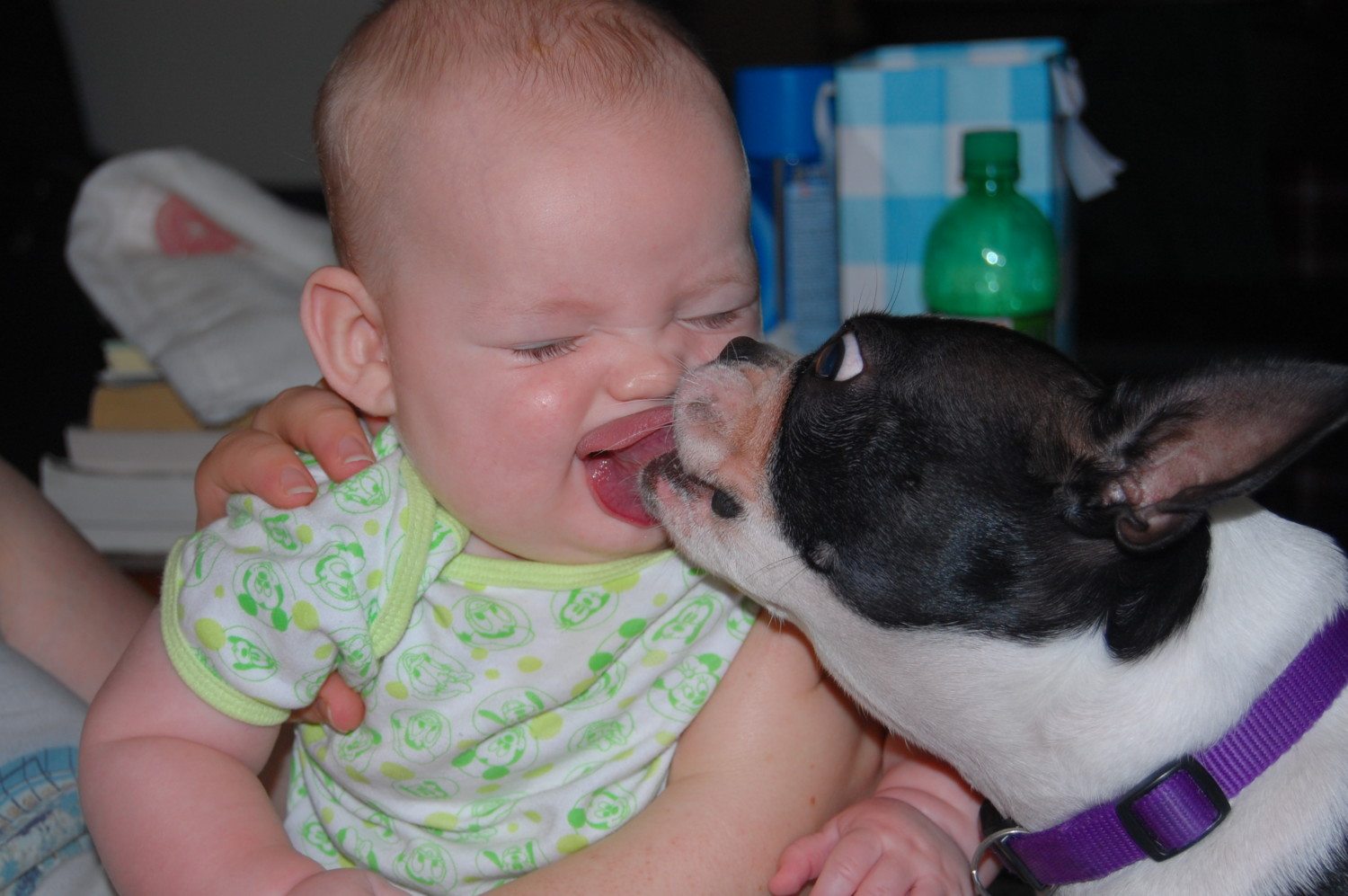dog licking child photo