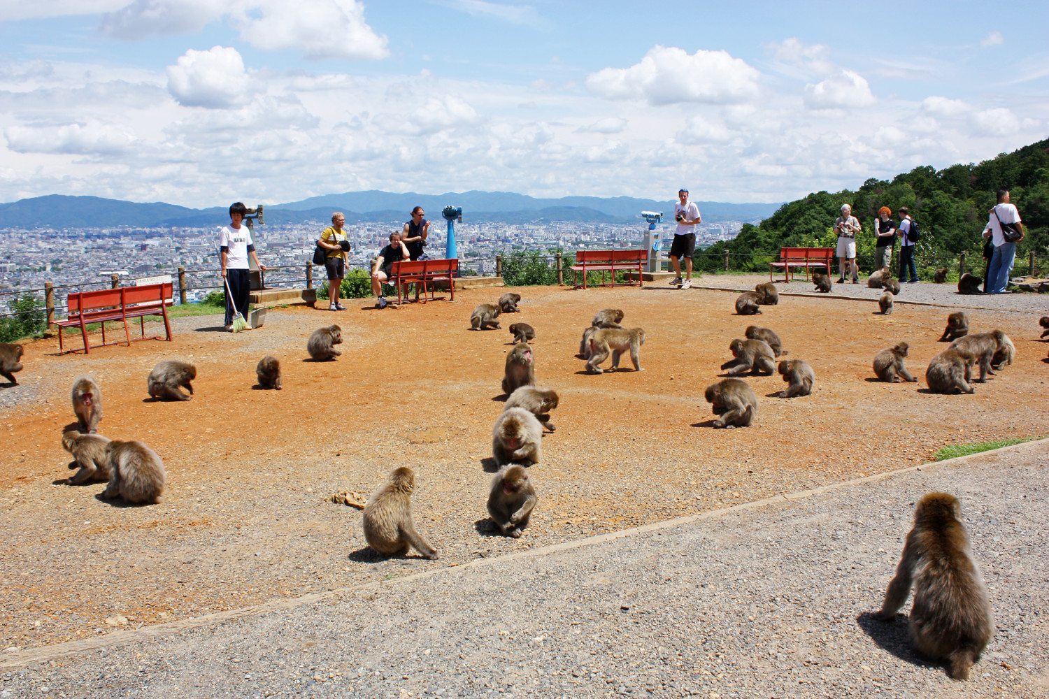 Iwatayama Monkey Park photo