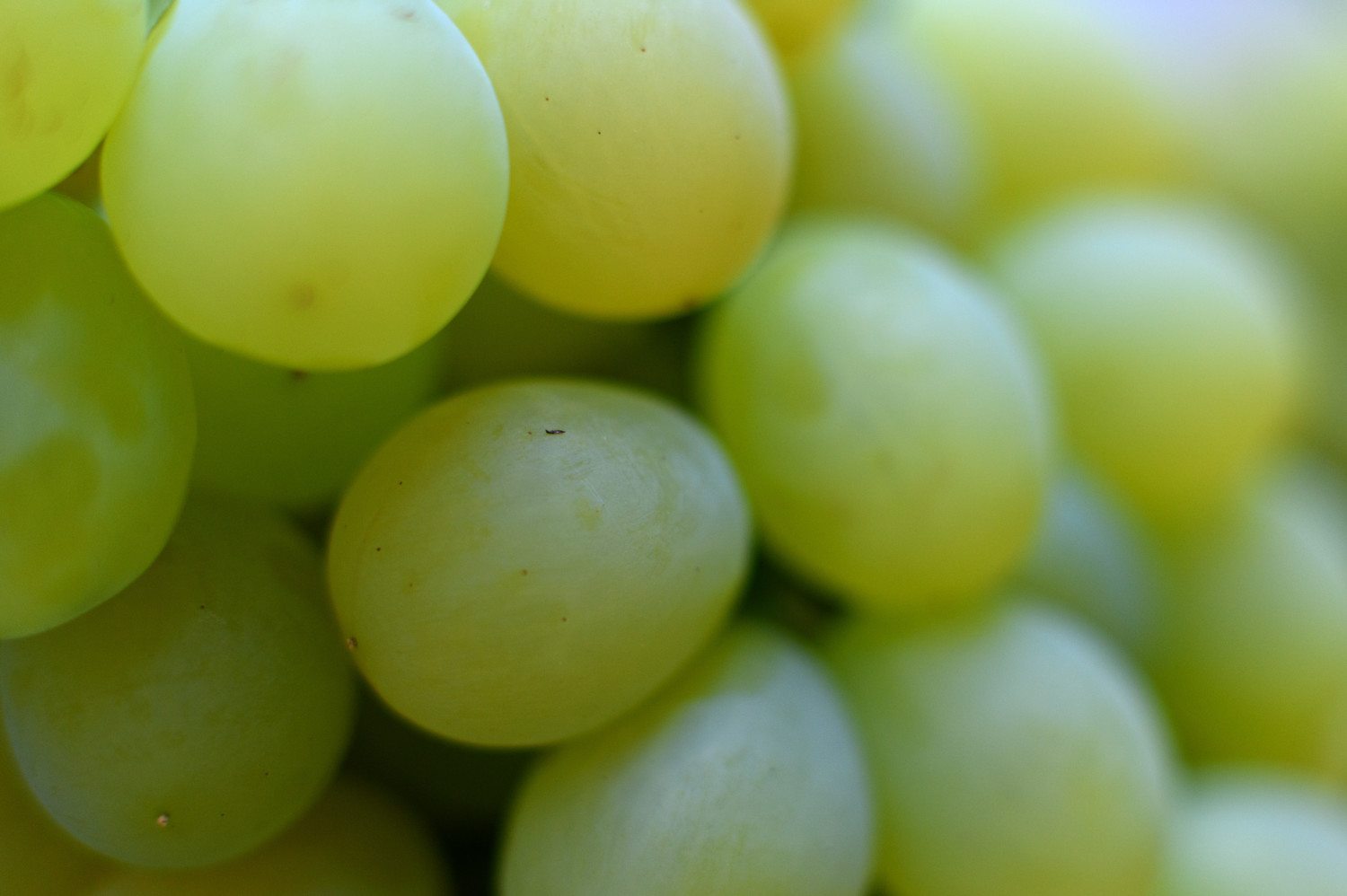 grapes photo