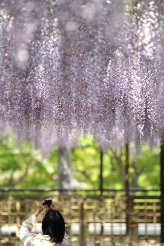 wisteria japan photo