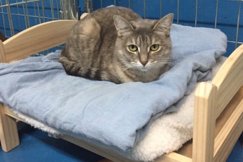 Ikea Donated Doll Beds To An Animal Shelter So The Cats Would Have A Cozy Spot To Sleep