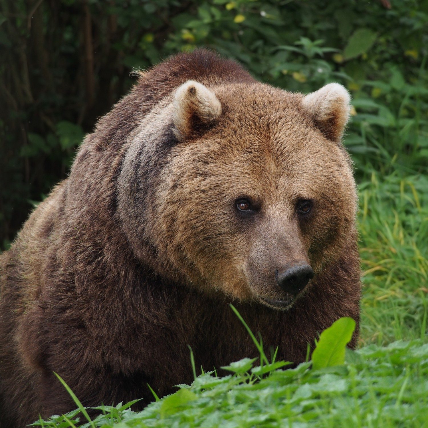 eurasian brown bear photo