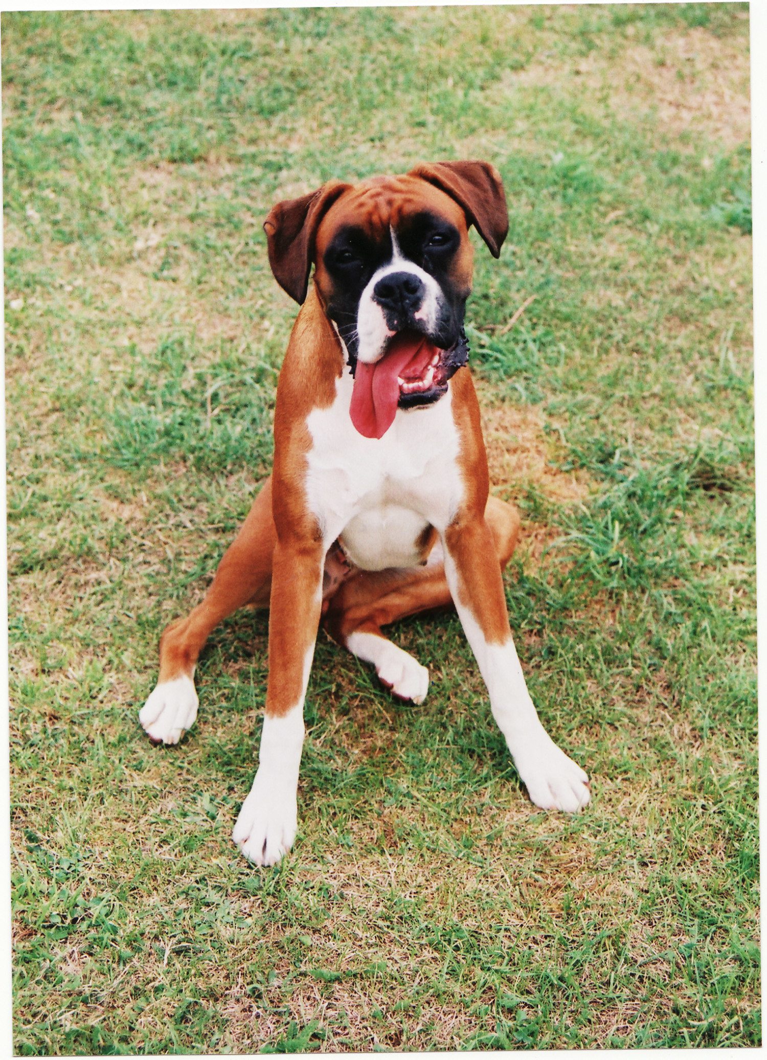 boxer dog photo