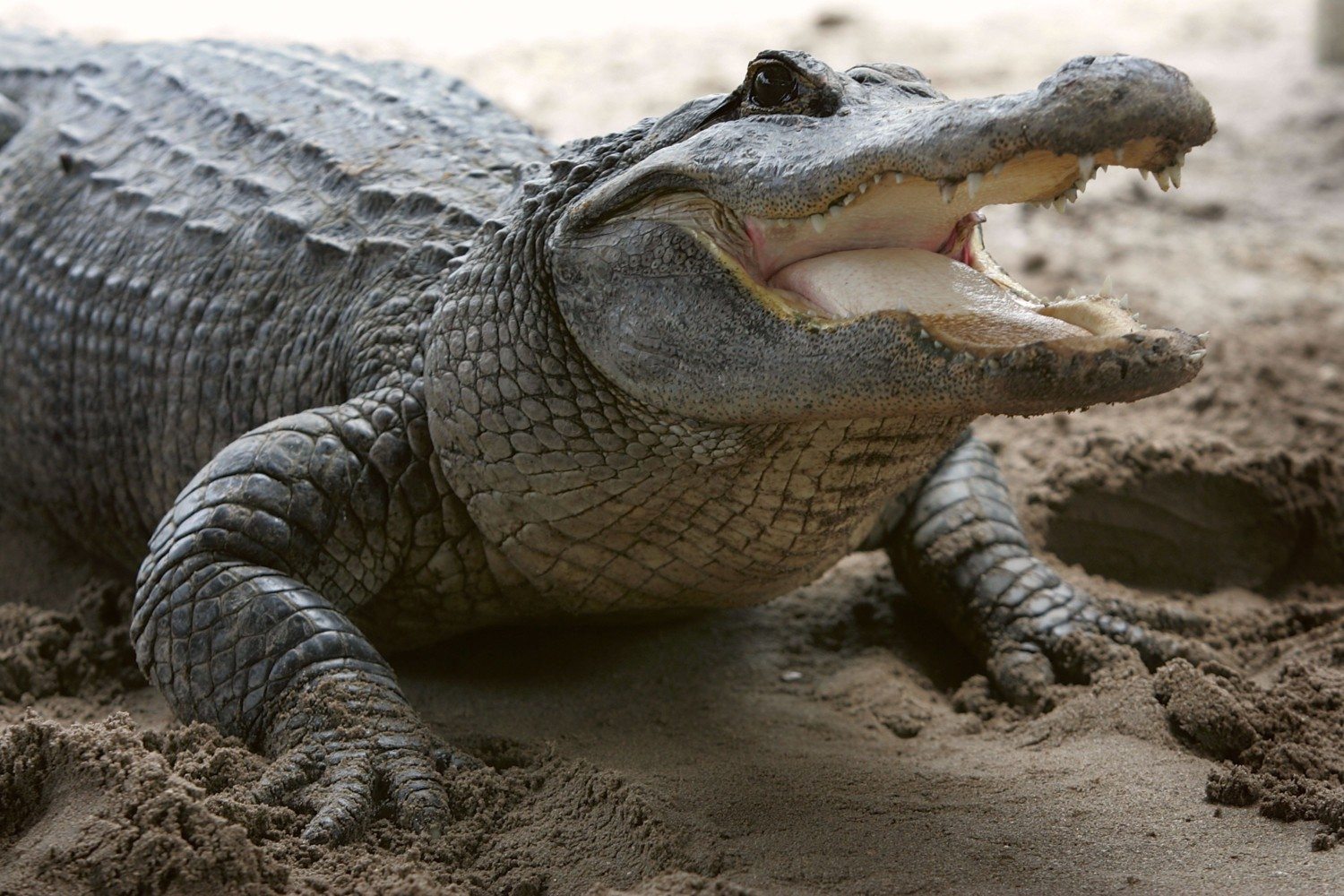 Fatal Alligator Attacks Set New Record In Florida
