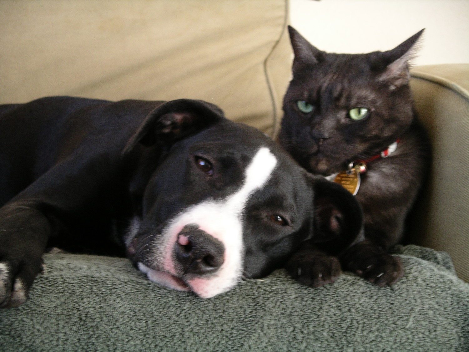 dog and cat photo