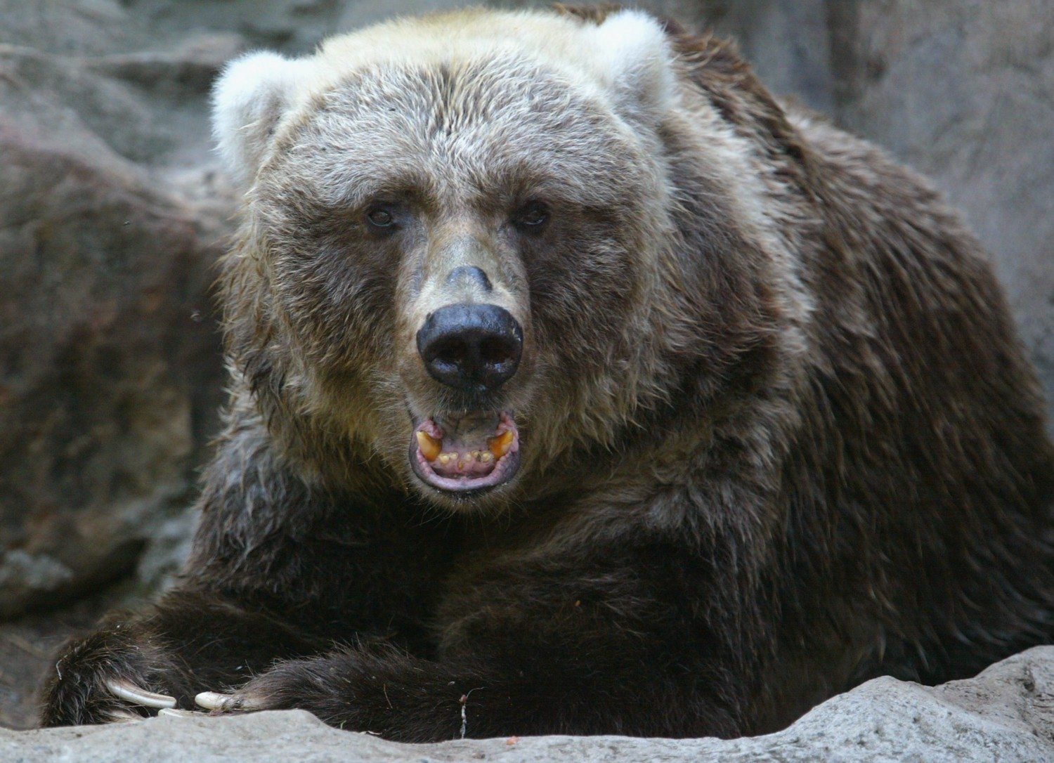 Kodiak Bears Birthday Milestone