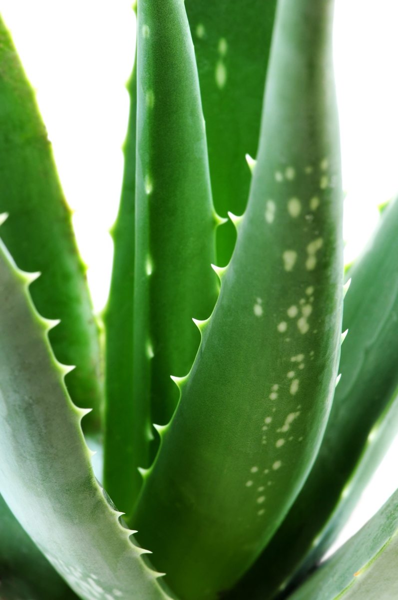 Aloe plant photo