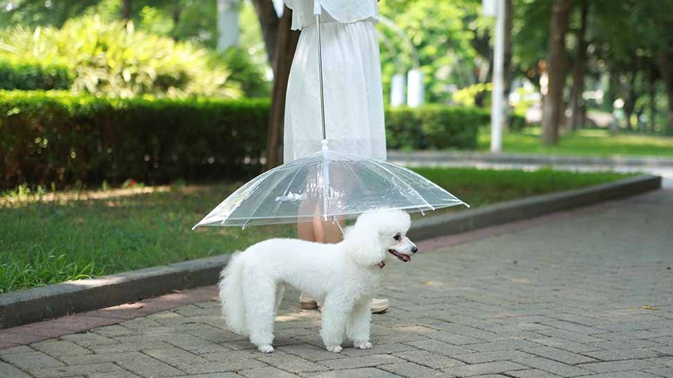 dog-umbrella.jpg