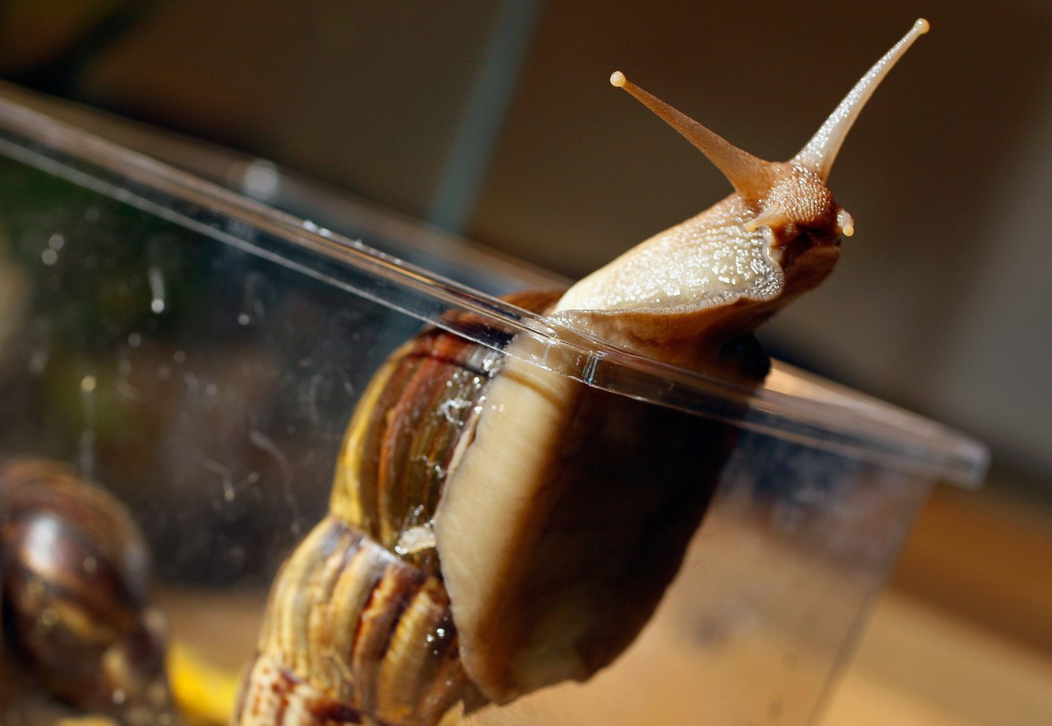 giant african snail photo