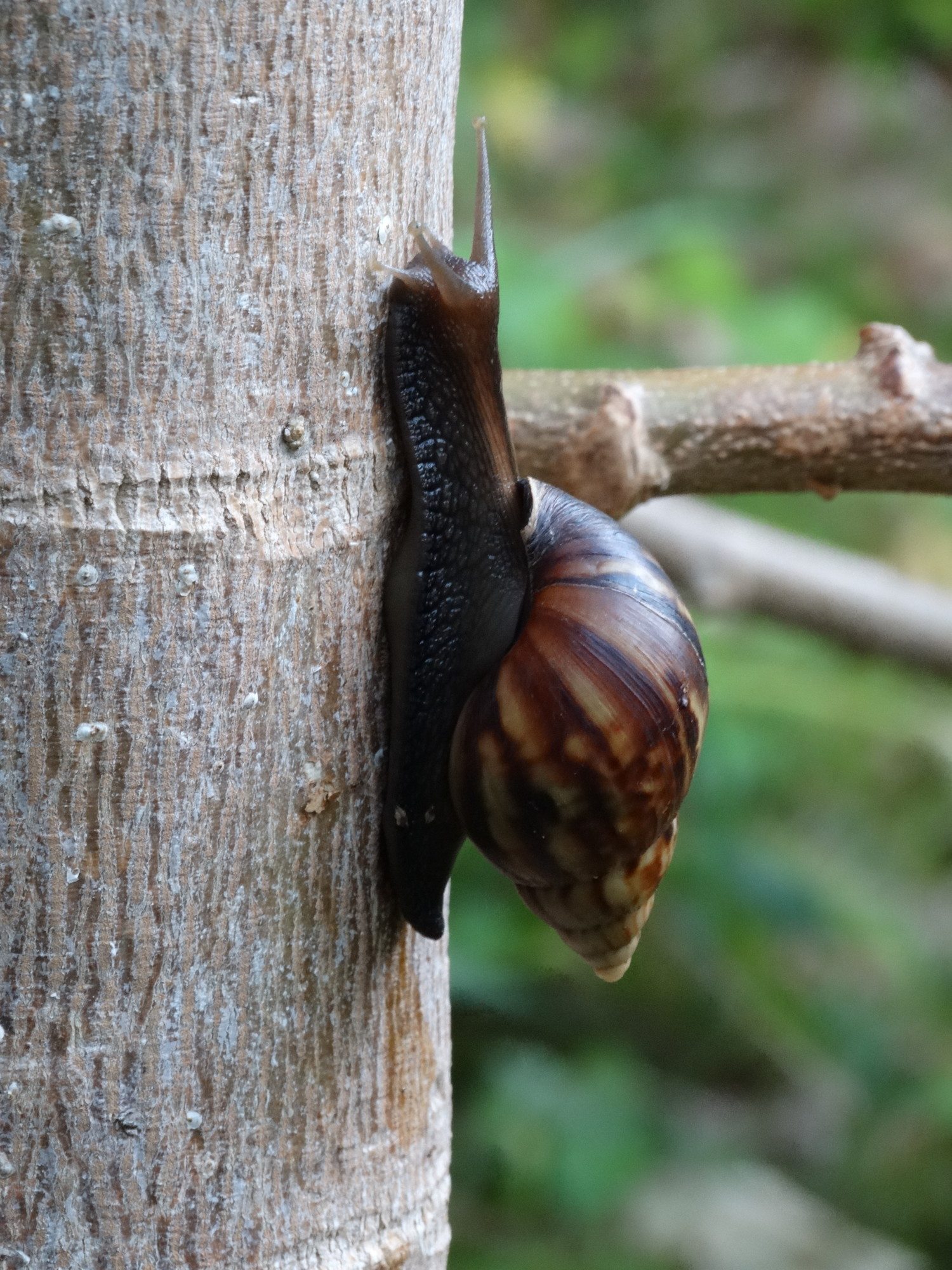 african snail photo