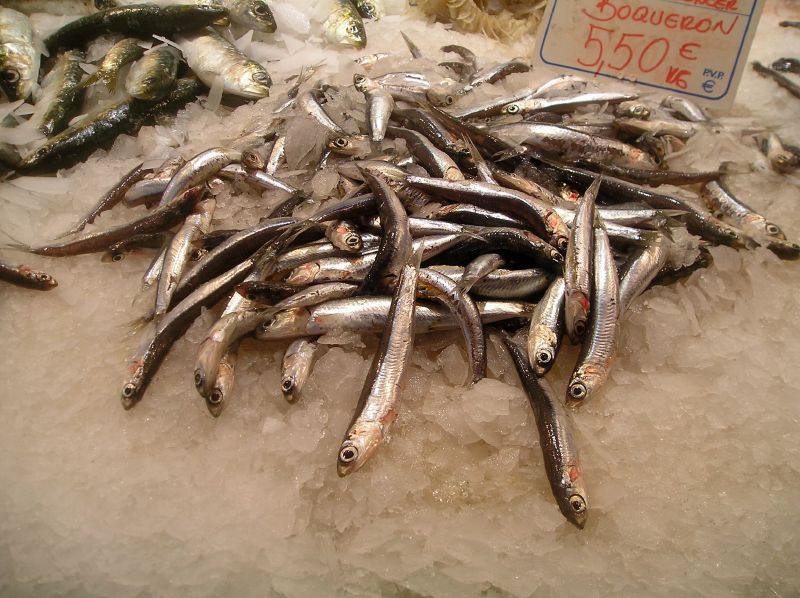 anchovies photo