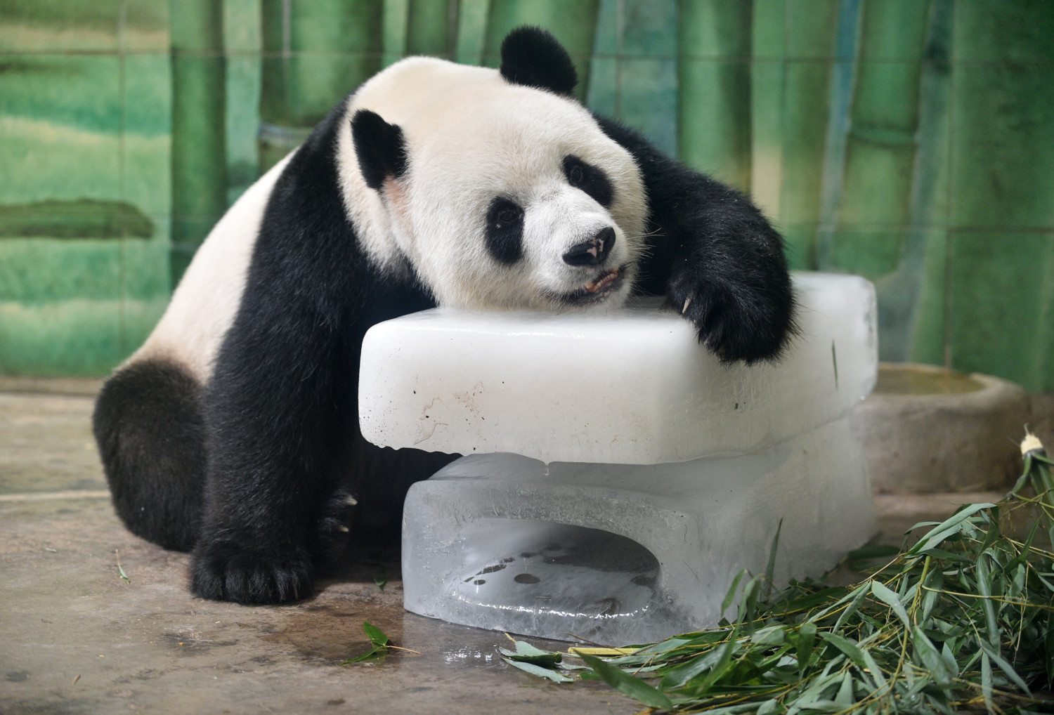 panda bear photo