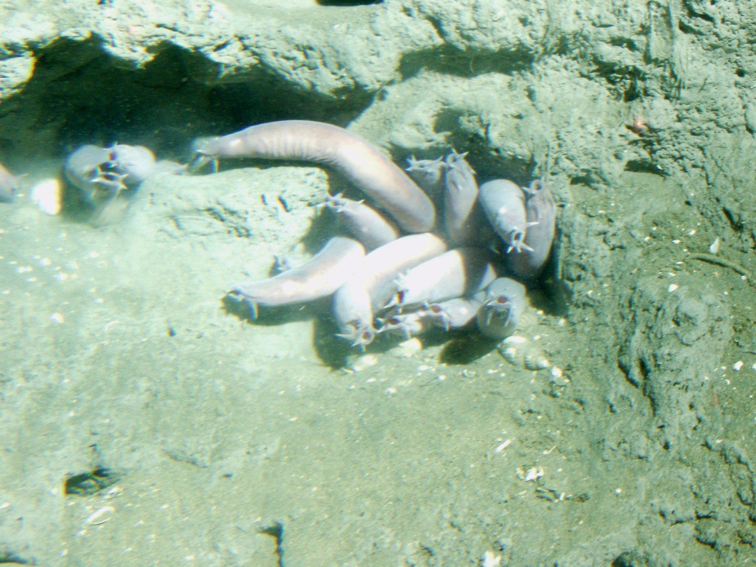 pacific hagfish photo