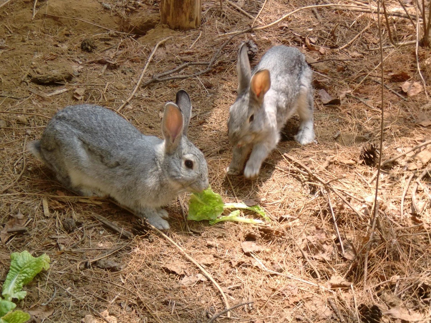 rabbit lettuce photo
