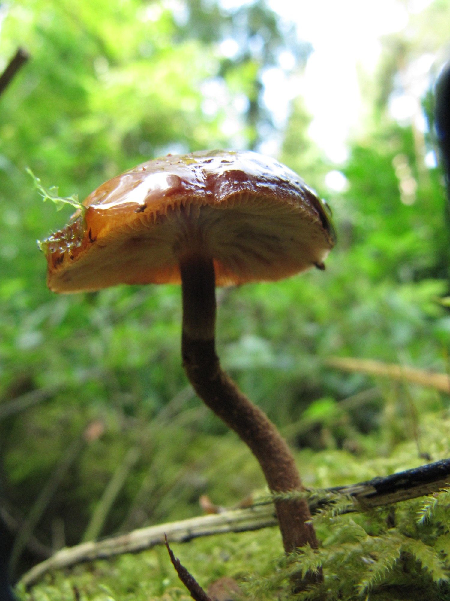 forage mushrooms photo